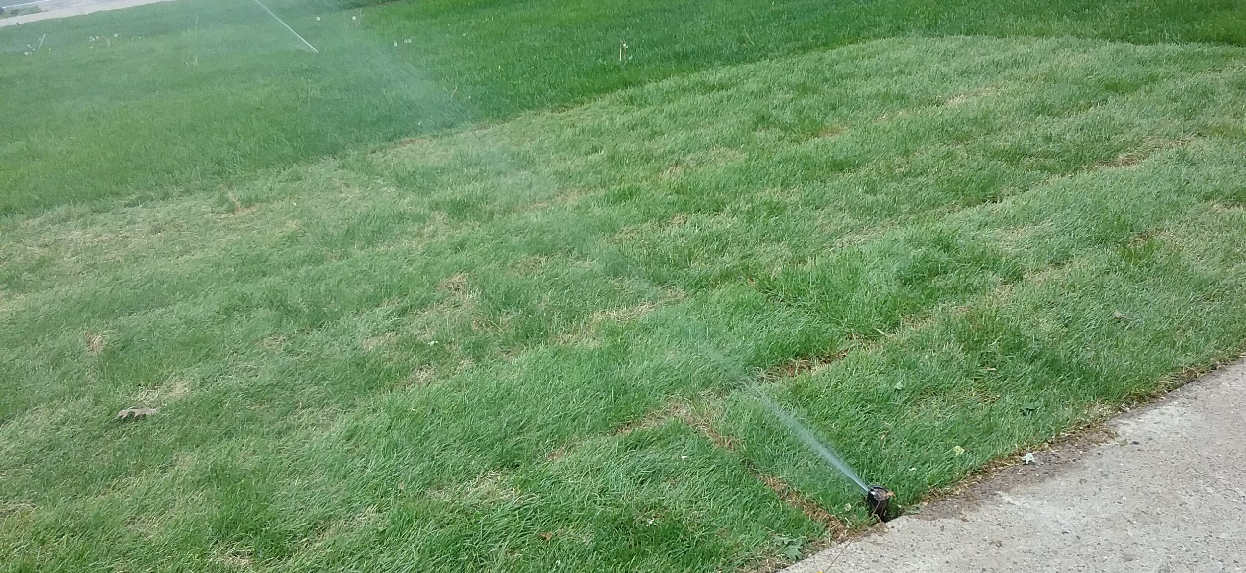 sod being irrigated