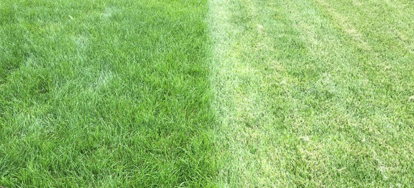 Lawn recently mowed on right compared to lawn not recently mowed